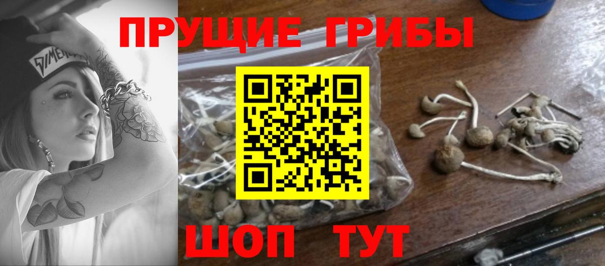 Псилоцибиновые грибы Psilocybe Ржев